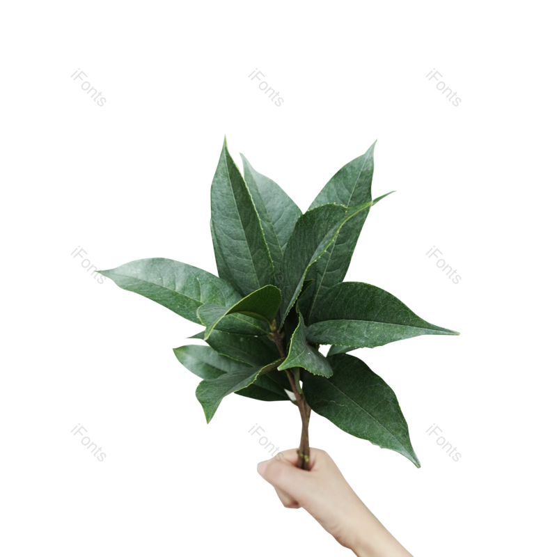 叶子图片,树枝元素,绿色PNG,小清新免抠素材
